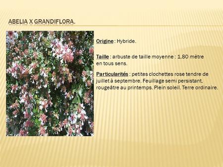 Abelia x grandiflora. Origine : Hybride.