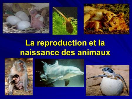 La reproduction et la naissance des animaux