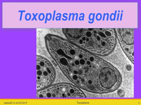 Toxoplasma gondii mardi 11 avril 2017 Toxoplasma.