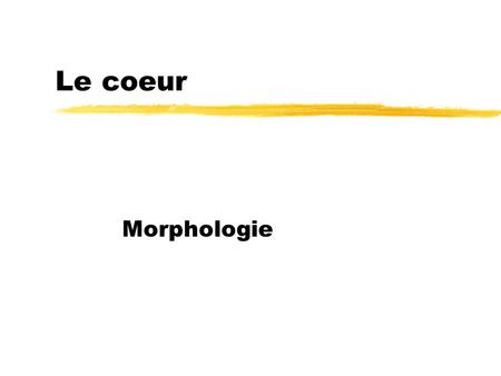 Le coeur Morphologie.