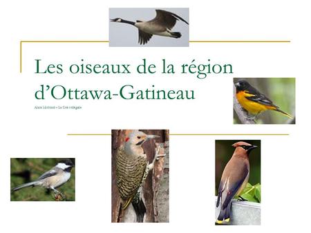 Corneille. Les oiseaux de la région d’Ottawa-Gatineau Alain Michaud – La Cité collégiale.