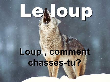 Loup , comment chasses-tu?