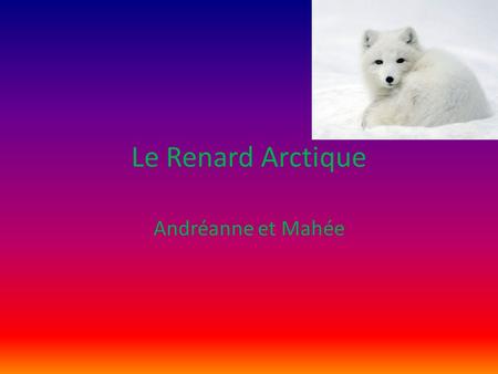 Le Renard Arctique Andréanne et Mahée.