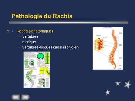 Pathologie du Rachis 1 Rappels anatomiques vertèbres statique