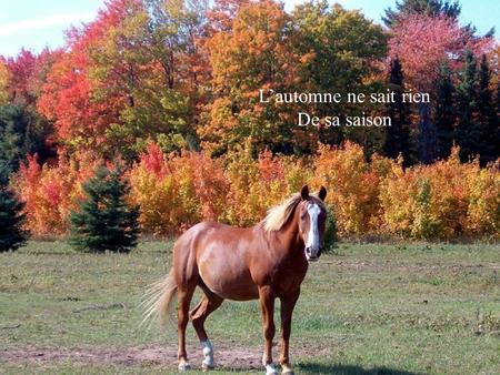 L’automne ne sait rien De sa saison Il est le temps de neiger Jaune et violet Vert et or.