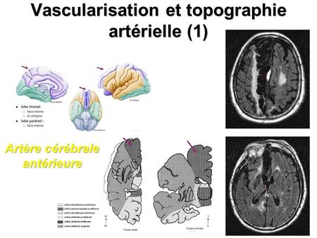 Vascularisation et topographie artérielle (1)