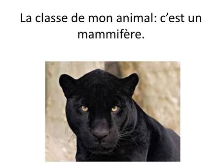 La classe de mon animal: c’est un mammifère.