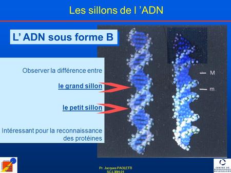 Les sillons de l ’ADN L’ ADN sous forme B Observer la différence entre