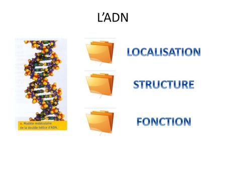 L’ADN LOCALISATION STRUCTURE FONCTION.