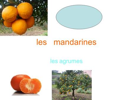 Les mandarines les agrumes.