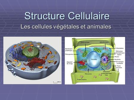 Les cellules végétales et animales