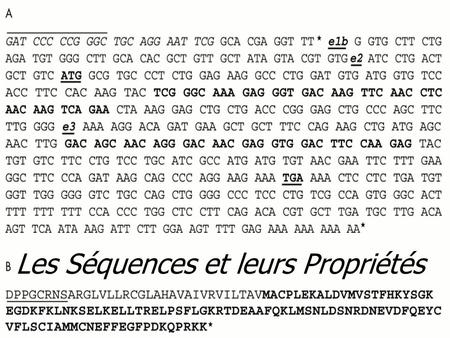 Les Séquences et leurs Propriétés. Nucléotides  ADN  A, T, G, C  ARN  A, U, G, C.