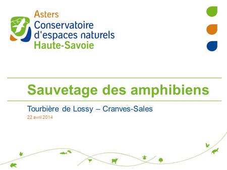 Sauvetage des amphibiens Tourbière de Lossy – Cranves-Sales 22 avril 2014.