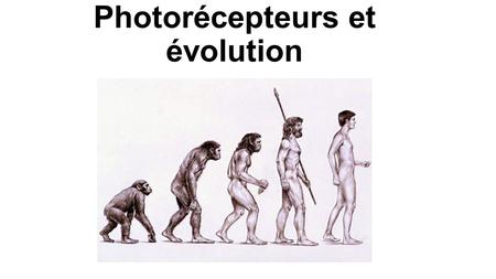 Photorécepteurs et évolution