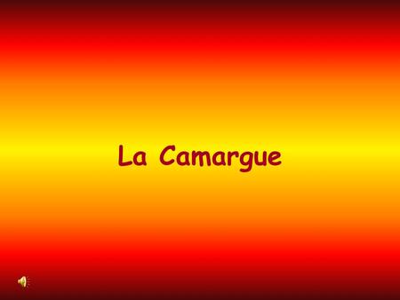 La Camargue.
