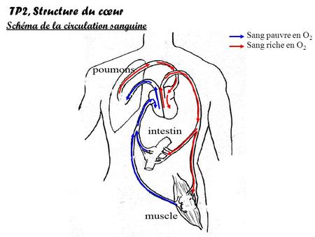 TP2, Structure du cœur Schéma de la circulation sanguine