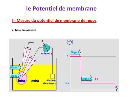 le Potentiel de membrane