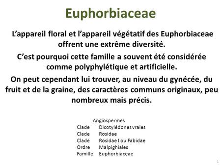 Euphorbiaceae  L’appareil floral et l’appareil végétatif des Euphorbiaceae offrent une extrême diversité. C’est pourquoi cette famille a souvent été considérée.