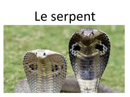 Le serpent.