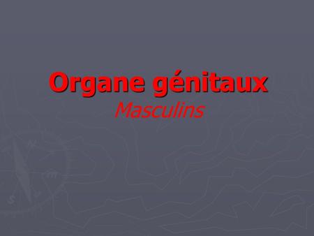 Organe génitaux Masculins.