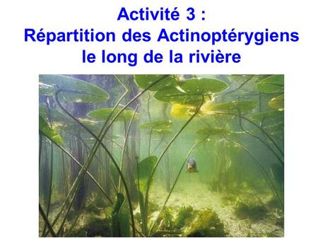 Activité 3 : Répartition des Actinoptérygiens le long de la rivière