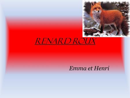 Renard roux Emma et Henri.