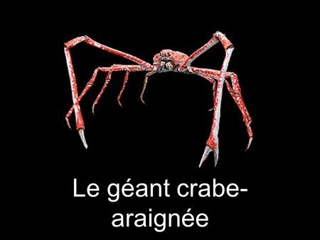 Le géant crabe-araignée