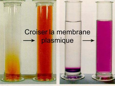 Croiser la membrane plasmique
