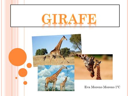 Girafe Eva Moreno Moreno 1ºC.