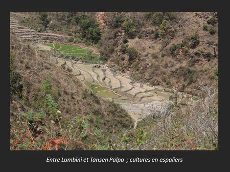 Entre Lumbini et Tansen Palpa ; cultures en espaliers.