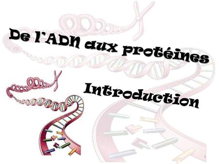 De l’ADN aux protéines Introduction.