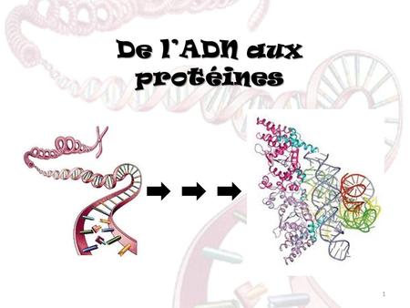 De l’ADN aux protéines.