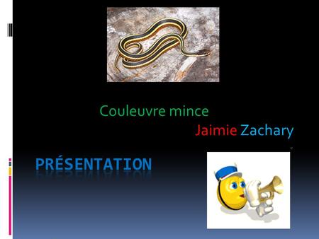Couleuvre mince Jaimie Zachary classe  La couleuvre mince peut mesurer 1m de long ou 70 cm.  Cest un reptile.  Son dos est noir et a trois bares jaunes.