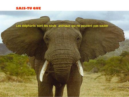 SAIS-TU QUE Les éléphants sont les seuls animaux qui ne peuvent pas sauter.