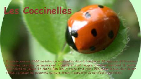 Les Coccinelles Il existe environ 3000 variétés de coccinelles dans le monde et 90 espèces différentes en France. Les plus communes ont 7 points et sont.