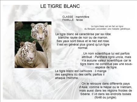 LE TIGRE BLANC Le tigre blanc se caractérise par sa robe