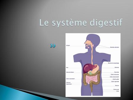 Le système digestif.