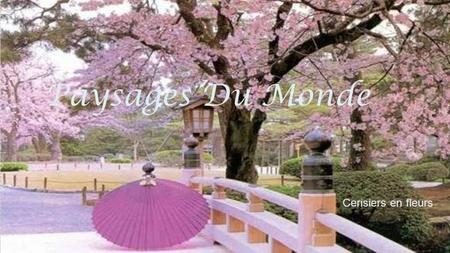 Paysages Du Monde Cerisiers en fleurs Fleurs des cerisiers au Japon.