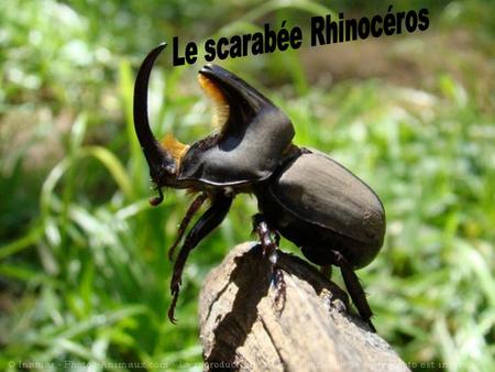 Le scarabée Rhinocéros