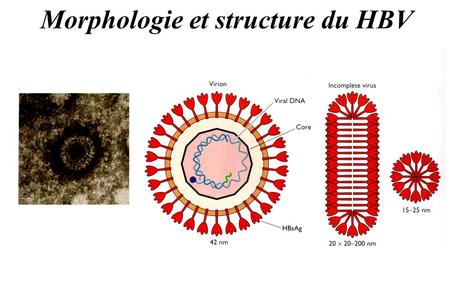 Morphologie et structure du HBV