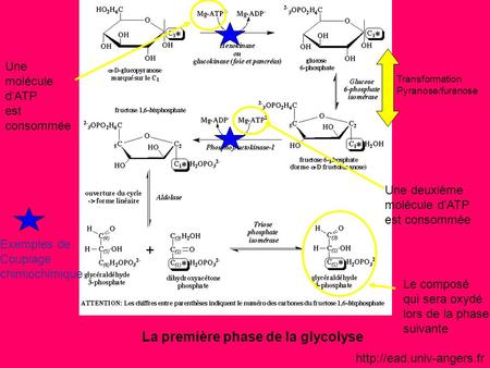 La première phase de la glycolyse
