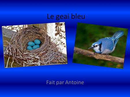Le geai bleu Fait par Antoine.