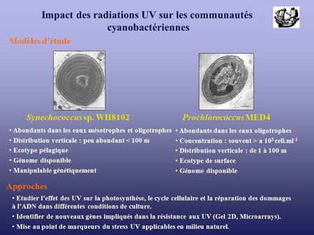 Modèles d’étude Synechococcus sp. WH8102 Prochlorococcus MED4 Impact des radiations UV sur les communautés cyanobactériennes Abondants dans les eaux oligotrophes.