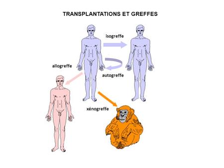 Transplantations et greffes