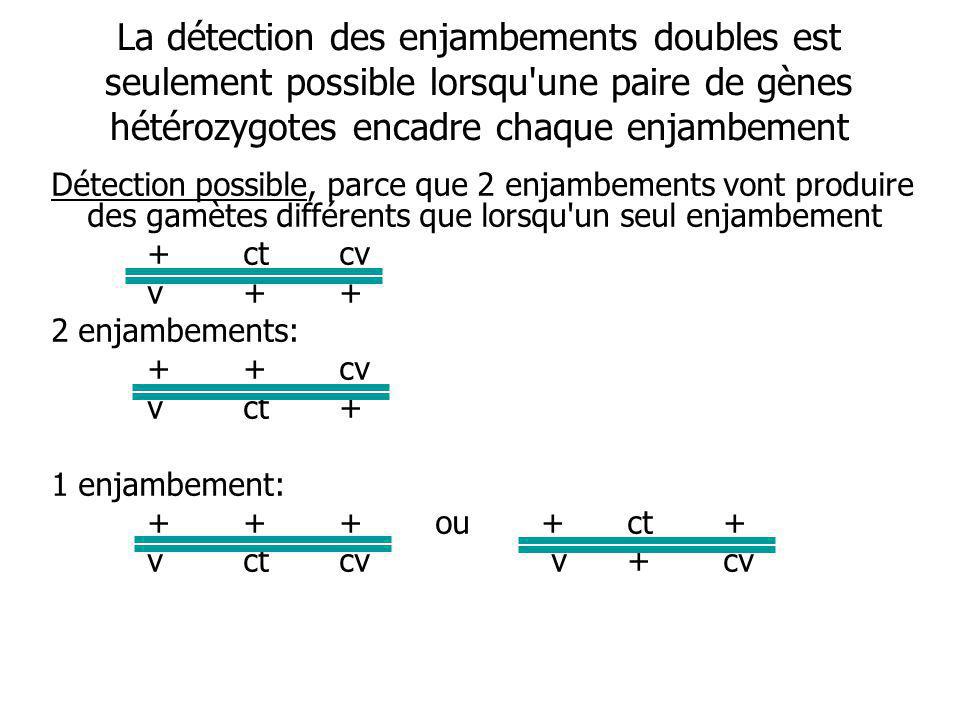 construction de cartes chromosomiques avec 3 loci