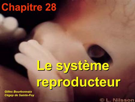 Le système reproducteur