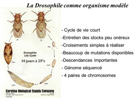 La Drosophile comme organisme modèle