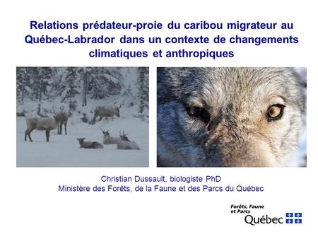Relations prédateur-proie du caribou migrateur au