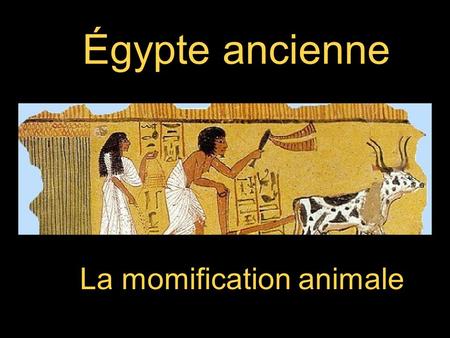 Égypte ancienne La momification animale.