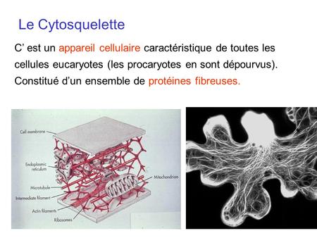 Le Cytosquelette C’ est un appareil cellulaire caractéristique de toutes les cellules eucaryotes (les procaryotes en sont dépourvus). Constitué d’un ensemble.